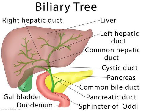 Biliary tree and liver anatomy and function Biliary System, Digestive System Anatomy, Liver Anatomy, Anatomy Education, Medical Ultrasound, Protein Metabolism, Diagnostic Medical Sonography, Human Body Organs, Nursing School Essential