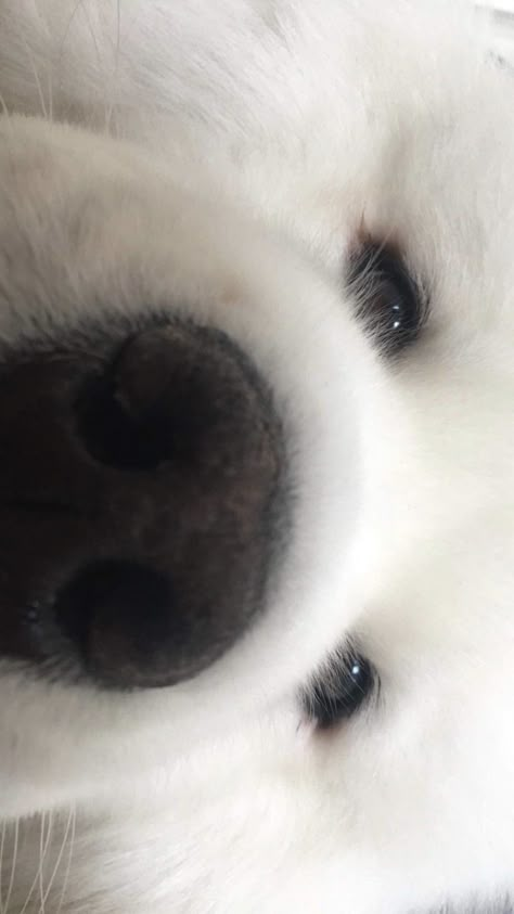 Samoyed Dogs Wallpaper, Samoyed Wallpaper, Cute Puppy Wallpaper, Cute Dog Wallpaper, Puppy Wallpaper, Samoyed Dogs, Adorable Puppies, Dogs Cute