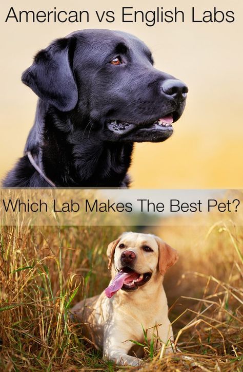 American Labrador, Labrador Retriever Art, English Labrador, Chocolate Labrador Retriever, Yellow Labrador Retriever, Black Labrador Retriever, Lab Dogs, Popular Dog Breeds, Most Popular Dog Breeds