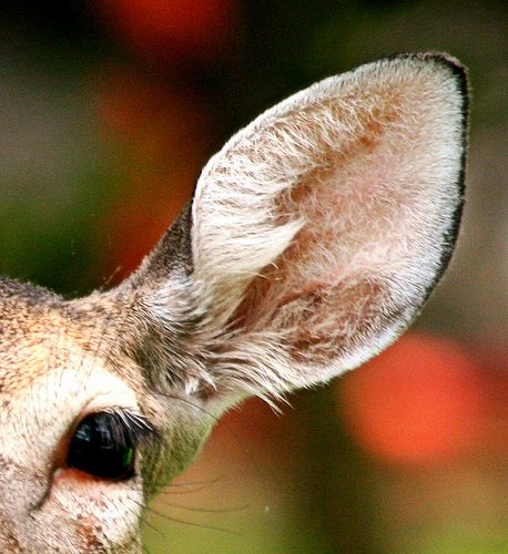 deer ears | photo Deer Ears Drawing Reference, Deer Ears Drawing, Alastor Ears, Caribou Animal, Ears Aesthetic, Deer Reference, Skull Character, Deer Eyes, Deer Ears