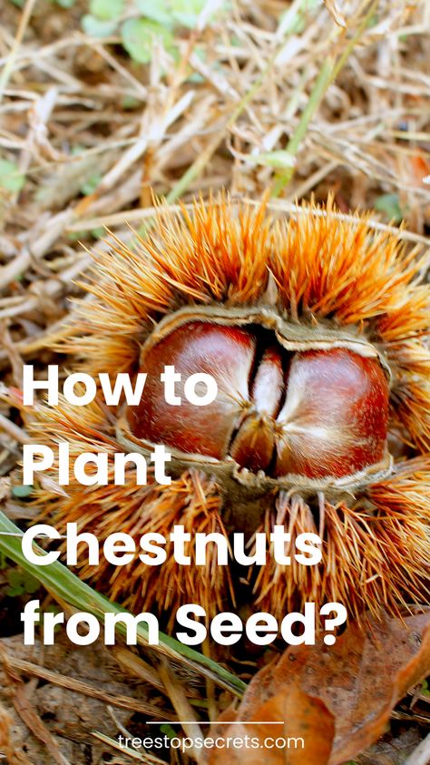 Learn the best techniques for planting chestnuts from seed in our comprehensive guide. Start your own chestnut tree today! Chinese Chestnut Tree, Growing Chestnuts From Seed, Diy Chestnut Craft, American Chestnut Tree, Sweet Chestnut Tree, Chinese Chestnut, Horse Chestnut Trees, Nut Trees, Chestnut Tree