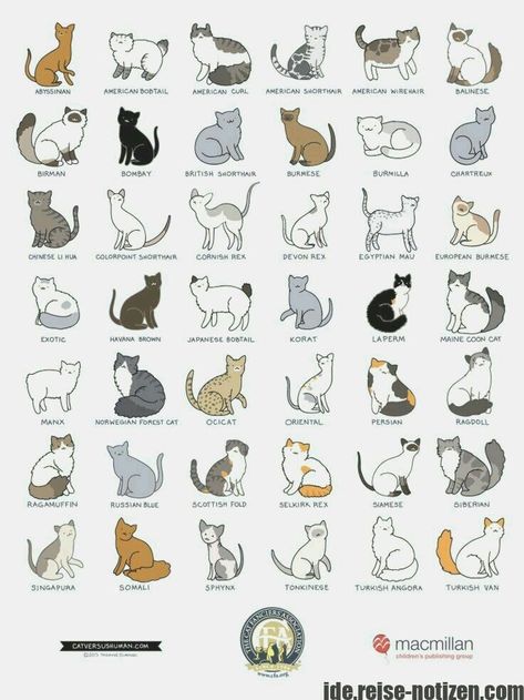 Cat Species Chart, Cat Types Chart, Types Of Cats Breeds Chart, Cat Color Chart, Cat Varieties, Cats Types, Cat Chart, Cat Types, Cat Breeds Chart