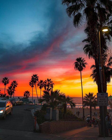 Los Angeles 🏝• Travel on Instagram: “How are you doing with this hot weather? 📸 @24_street_photography #happiness #goodvibesonly #sunsets #hellofrom #hellocalifornia…” Yellow Plums, Los Angeles Travel, City Of Angels, Good Vibes Only, Hot Weather, Daffodils, Palm Trees, Street Photography, Trees