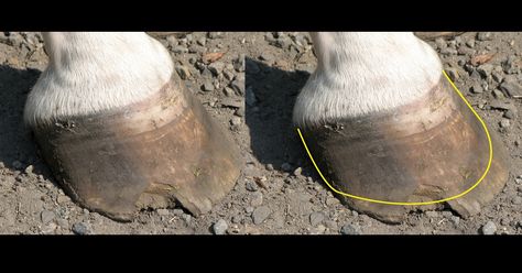 How to Prevent Your Horse’s Bare Hooves From Chipping Horse Hoof, Hoof Care, Horse Health, How To Level Ground, Veterinarian, Wet And Dry, This Summer, Chips, Horses