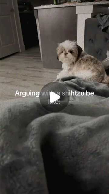 Shih Tzu | 😊Spoiled baby..❤️   📹: TT/IG @bd.rivera  ( All credits are reserved for their respective owners 💼 )  ____________  🔷 DoubleTap & Tag Your... | Instagram Baby Shih Tzu, Spoiled Baby, Shih Tzu Grooming, Shih Tzu Funny, Dog Advice, Spoiled Dogs, Bark Box, Shih Tzu Puppy, Shih Tzus