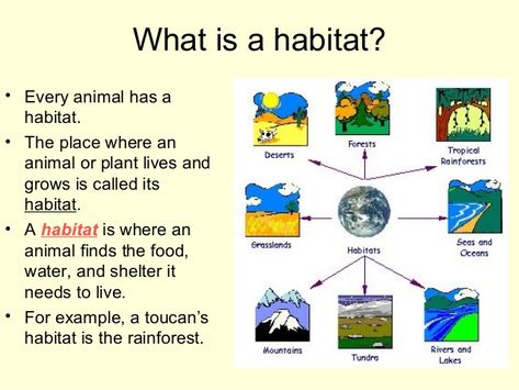 What is a habitat? • Every animal has a habitat. • The place where an animal or plant lives and grows is called its habita... Habitat Worksheets Free Printable, Adaptation In Animals, Habitat Of Animals, Animal Habitat Project, Animal Habitat Activities, Fourth Grade Science Projects, Biology Knowledge, Teaching Habitats, Habitat Activities