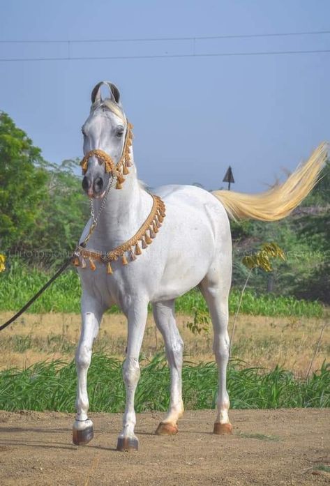 Photo credit- Chhatrpalsinh Jadeja (cj) Kathiawari Horse, Kathiyawadi Horse, Marwari Horses, Art Examples, Pony Breeds, Warriors Wallpaper, Small Breed, Horse Breeds, Show Horses