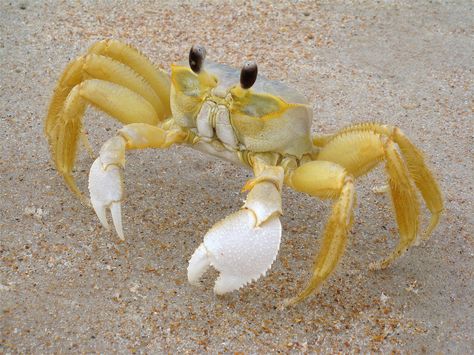 Ghost Crab, Crab Species, Crab Cartoon, White Claws, Florida Ghost, Hermit Crabs, Beach Finds, Animal Education, Beautiful Sea Creatures