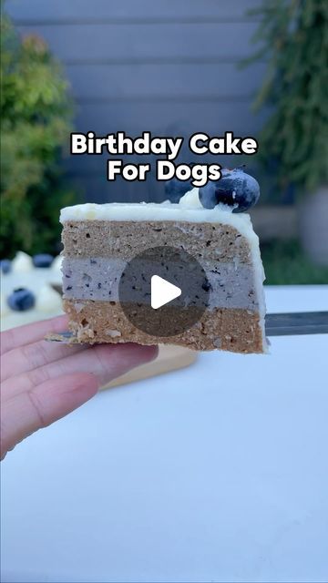 Meet The Chows | Anny & Rambo on Instagram: "🎂 Comment “CAKE” for a video tutorial on how to make this no-bake birthday cake for dogs! 

You can also see the recipe below: 

🐶 Ingredients for dog birthday cake 🐶 
1 lb of lean ground meat 
2/3 + 1 cup water 
A handful of fresh blueberries 
1 large tbsp unsweetened 
100% @libbyspumpkin pumpkin puree 
1 tsp @ferapets Whole Food Multivitamin 
1 tbsp unflavored grass-fed beef gelatin 

🎂 Ingredients for dog-friendly frosting 🎂 
1/2 potato (cooked) 
1-2 tbsp @chobani Greek yogurt 
1/2 tsp local raw honey (optional) (I got mine from @vancouverfarmersmarket )

🍰 How to make a birthday cake for my dog 🍰 
1️⃣ Add 2/3 cup water to 1 lb of lean ground meat. Mix well.
2️⃣ Using a 1/2 cup measuring cup, scoop out three 1/2 cup portions of meat an Dog Birthday Cake Blueberry, Birthday Cake For Dogs, Birthday Cake Frosting, Cake For Dogs, Meat Cake, Chobani Greek Yogurt, Beef Gelatin, Dog Birthday Cake, Dog Cakes