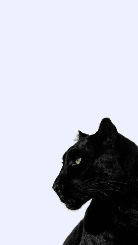 Black leopard wallpaper profile iOS aesthetic Black Leopard Wallpaper, Glamour Wallpaper, Wallpaper Profile, Cartoon Character Pictures, Wallpaper Black, Brunette Girl, Black Leopard, Adventure Time, Cartoon Characters