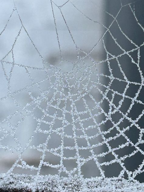 A spider web in between a fence gate with frost and snow on it. White Spider Aesthetic, Webs Aesthetic, Spider Web Aesthetic, Pretty Objects, Spider Net, White Widow, White Goth, White Spider, Spider Webs