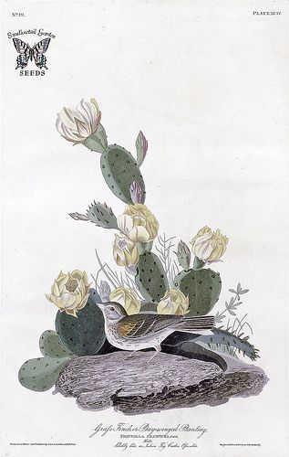 Eastern Prickly Pear, Indian Fig. Opuntia humifusa. A low growing cactus, native to eastern North America. It produces juicy, edible red fruits which can remain of the plant for months. The yellow to gold flowers bloom in late spring (1826-1838) Prickly Pear Tattoo, Desert Doodles, Pear Tattoo, Growing Cactus, How To Grow Cactus, Opuntia Cactus, Plant Illustrations, Vintage Cactus, Cactus Illustration