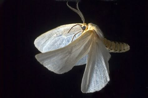 moth in flight - Google Search Moth In Flight, Moths Flying, Moth Flying, Highlighter And Blush, Moth Fly, Fly Drawing, Lunar Jewelry, Insect Tattoo, Moth Art