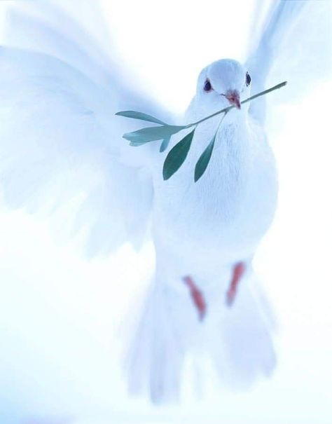 Jesus Background, Dove Images, Dove Pictures, Pictures Of Christ, Prophetic Art, White Dove, Jesus Christ Images, White Doves, Jesus Pictures