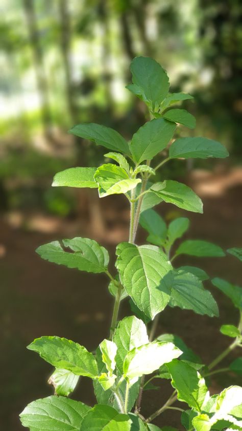 Tulsi Plant, Download Wallpaper Hd, Ganesh Photo, Best Profile Pictures, Devi Durga, Plant Images, Science Project, Very Inspirational Quotes, Lord Krishna Images