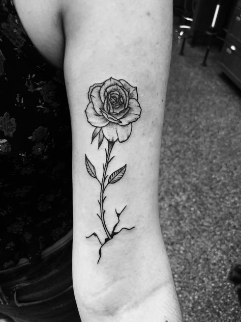 Flower In Concrete Tattoo, Flower From Concrete Tattoo, Rose Growing Out Of Concrete Tattoo, Rose With Roots Tattoo, Rose Garden Tattoo Ideas, Rose Coming Out Of Concrete Tattoo, Flower Through Concrete Tattoo, Rose Growing Tattoo, Rose Through Concrete Tattoo