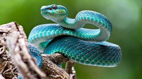 Venomous Snakes Of North America | Survival Life Snake Photos, Viper Snake, Cool Snakes, Pretty Snakes, Snake Wallpaper, Blue Snake, Snake Venom, Cute Reptiles, Reptile Snakes