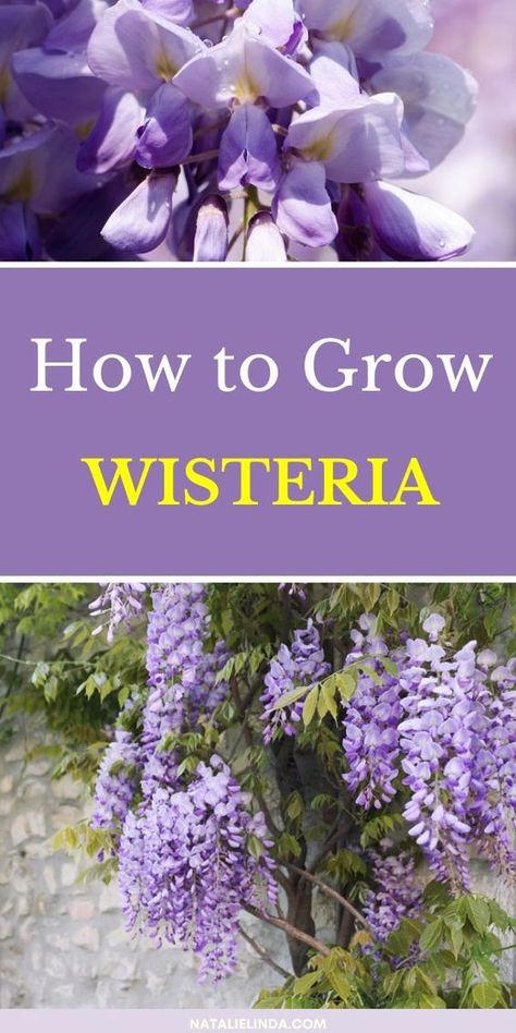 Learn how to grow beautiful wisteria, the low-maintenance perennial vine. Learn how to grow wisteria in your own backyard with these simple tips. Wisteria flowers, wisteria vines, and wisteria trees add so much beauty plus privacy to yards and decorate beautiful pergolas and trellises. Wisteria How To Grow, Wisteria Plant, Wisteria Flower, Wisteria Tree, Alpine Plants, Garden Types, Starting A Garden, Back Gardens, Flowering Vines