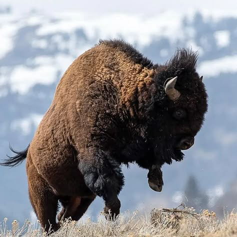 Bison Pictures, Bison Photo, Bison Art, Animal Taxidermy, Wild Animals Photography, Eagle Painting, Native American Artwork, American Bison, Big Animals