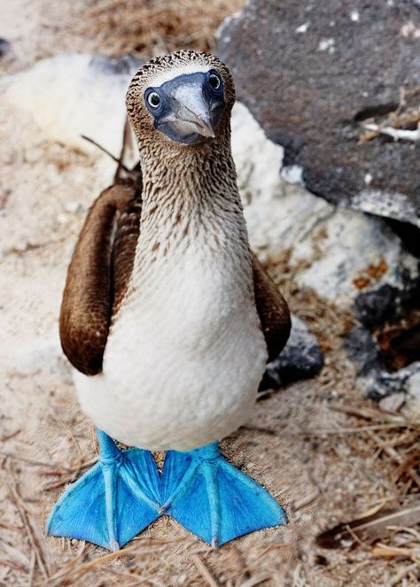 Booby Bird, Kinds Of Birds, Rare Animals, Funny Birds, Exotic Birds, Pretty Birds, Colorful Birds, Animal Wallpaper, Animal Planet