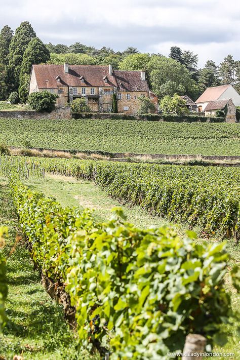 This vineyard in Burgundy is great. This guide to Burgundy, France will show you what it’s like to visit Burgundy at harvest time. Burgundy, France travel is great for wine lovers, and this Burgundy, France itinerary will show you Dijon, Beaune, and other great parts of the area. It has lots of great Burgundy, France vineyards and wine tasting in Burgundy, too. A Burgundy wine tour is a great idea, as the Burgundy wine trail is fun to follow. #burgundy #france #vineyard France Wine Aesthetic, France Vineyard Aesthetic, Wine Country France, Burgundy France Vineyards, France Wine Trip, Burgundy Region France, French Vineyard Aesthetic, Burgundy France Aesthetic, Chateau Vineyard