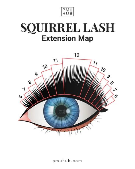 Fox Eyelash Extension Map, Squirrel Lash Extensions Map, Squirrel Lash Map, Squirrel Eyelash Mapping, L Curl Eyelash Extensions Map, Squirrel Eyelash Extensions Mapping, Squirrel Lash Extensions, Squirrel Eyelash Extensions, Natural Looking Eyelash Extensions