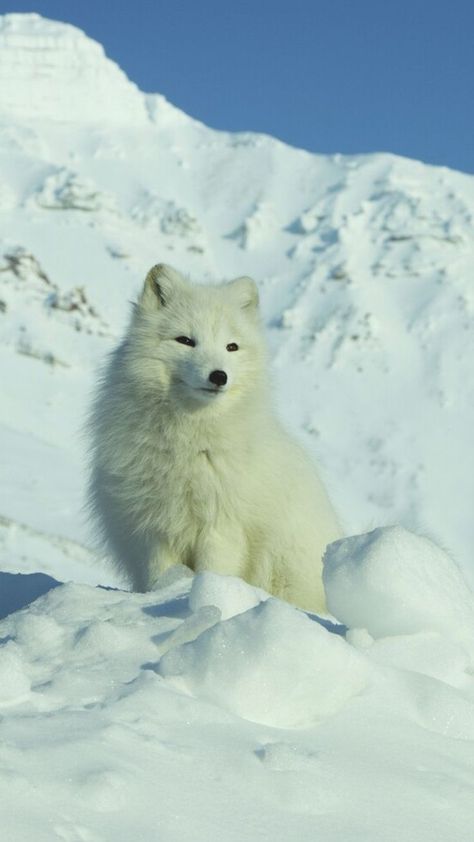 Arctic Sea Creatures, Svalbard Norway Aesthetic, Norway Wildlife, Norway Animals, Arctic Aesthetic, Norway Svalbard, Aesthetic Wildlife, Arctic Foxes, Antarctic Animals