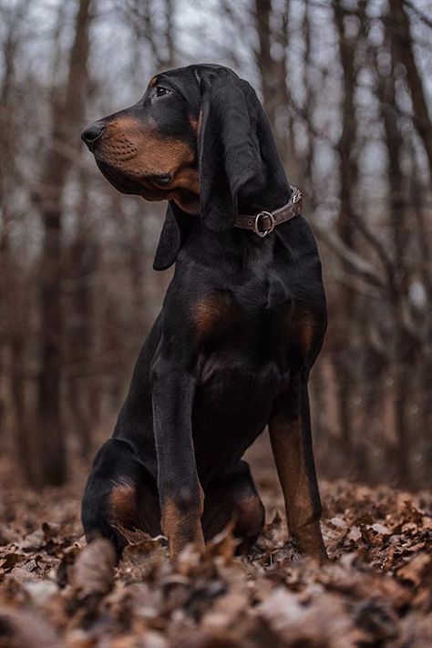 Black And Tan Hound Dog, Coonhound Puppy, Coonhound Dog, Black And Tan Coonhound, Hunting Dogs Breeds, Hound Dog Breeds, Most Beautiful Dog Breeds, Regard Animal, Unique Dog Breeds