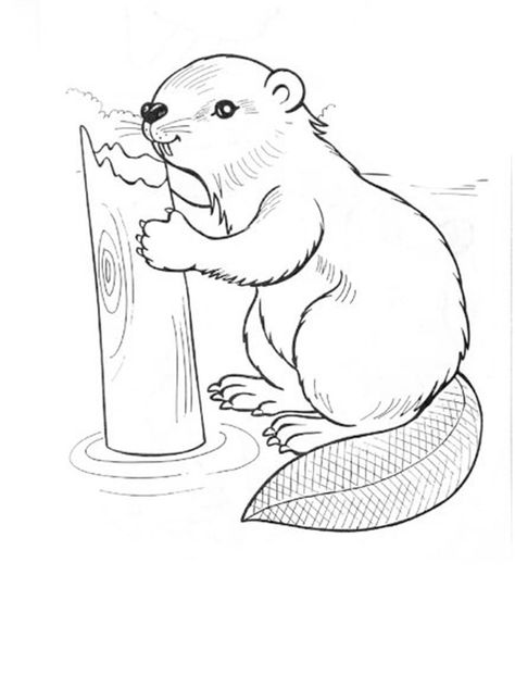 Beaver Drawing, Print Coloring Pages, Girls Coloring Pages, Animal Outline, Free Kids Coloring Pages, Owl Coloring Pages, Animal Templates, Coloring Pages For Boys, Animal Habitats