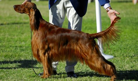 Irish Red Setter, Best Dog Food Brands, Irish Setter Dogs, Greenfield Puppies, Diy Dog Toys, Dog Food Brands, Dog Facts, Purebred Dogs, Irish Setter