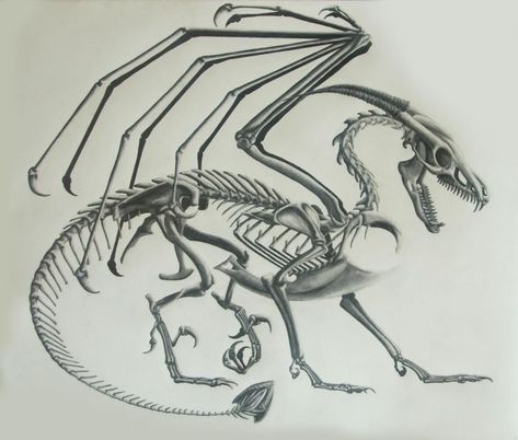 Dragon Skeleton Sketch by Nicole Grosjean. www.paperfauna.com Mythical Sketches, Dragon Skeleton Tattoo, Skeletal Reference, Bird Skull Drawing, Dragon Skull Tattoo, Dragon Tattoo With Skull, Skeleton Poses, Dead Dragon, Sea Town