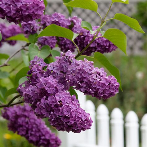 Best Flowering Shrubs for Hedges Lilacs are renowned for their fragrant trusses of  blooms in mid- to late-spring. The variety Bloomerang extends the season with repeat bloom in late summer to fall. Dwarf Korean lilac, 'Miss Kim' lilac, and 'George Eastman' lilac all remain under 10 feet tall. Some newer cultivars are less prone to powdery mildew, lilac's biggest imperfection. Name: Syringa spp. Growing Conditions: Full sun and well-drained soil Size: 3-30 feet tall and wide Zones: 2-9 Shrubs For Privacy, Shrub Roses, Low Maintenance Landscaping, Garden Shrubs, Have Inspiration, Garden Edging, Flowering Shrubs, Favorite Flowers, Picket Fence