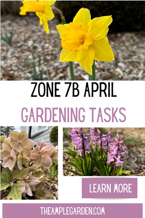 As spring unfurls its vibrant palette across Long Island, zone 7b gardeners are gearing up for a flurry of April activities. It's time to prep beds, start seeds indoors, and sow hardy veggies directly into the soil. Don't forget to prune perennials, mulch, and keep an eye out for pests and diseases. Take a moment to plan your garden layout and, most importantly, savor the beauty of this blossoming season! 🌱🌼 #LongIslandGardening #Zone7b #AprilTasks 7b Gardening Zone, Seed Starting Calendar, April Gardening, Start Seeds Indoors, April Activities, Planting Calendar, Zone 7, Gardening Zones, Garden Calendar