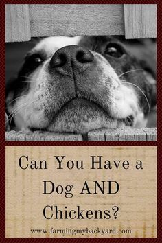 Can you have a dog AND chickens? Will the dog eat the chickens? Can they be trained to protect your flock? Do dogs have a place on the urban homestead? Training Chickens, Urban Chicken Farming, Baby Chicks Raising, Best Egg Laying Chickens, Urban Homestead, Urban Chickens, Chicken Farming, Backyard Chicken Farming, Best Chicken Coop