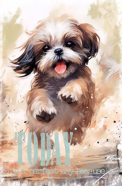 Watercolor Shih Tzu, Shitzu Wallpaper, Pet Photography Poses, Pop Art Pet Portraits, Shih Tuz, Perro Shih Tzu, Chien Shih Tzu, Shitzu Dogs, Puppy Sketch