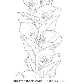 Lily Images, Flor Tattoo, Lilies Drawing, Calla Lily Flower, Round Bouquet, Disney Tattoo, Lily Tattoo, Trendy Flowers, Flower Tattoo Designs