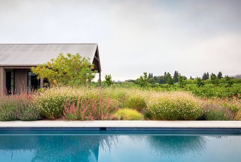 Perennials, including clouds of pale [i]Gaura lindheimeri[/i], and pink [i]Agastache[/i] ‘Burning Rose’ soften the edge of the pool. A [i]Chitalpa tashkentensis[/i] tree creates a leafy screen for the porch off the main bedroom. Landscape Interior Design, Napa Valley Vineyards, Burning Rose, Limestone Paving, Pocket Garden, American Houses, Specimen Trees, Formal Design, Moon Garden