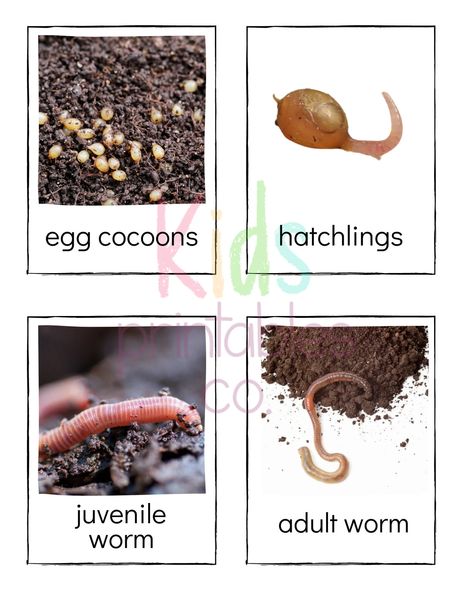 Earthworm Life Cycle Identification Cards - Etsy Worms Preschool, Ag Education, Homeschool Nature Study, Bugs Preschool, Animal Life Cycles, Nature Education, Kids Printables, Worm Farm, Agriculture Education