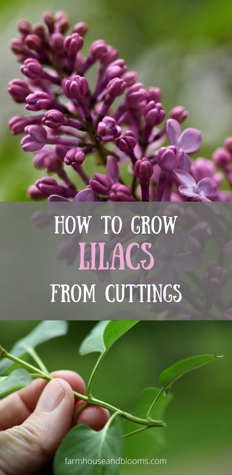 two pictures, one of a purple lilac flower, and one of a lilac cutting Ornamental Shrubs, Lilac Plant, Lilac Bushes, Lilac Tree, Aromatic Plant, Home Vegetable Garden, Garden Yard Ideas, Plant Cuttings, Propagating Plants