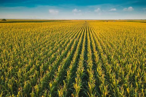 Romania may prioritize maize and sunflower deliveries to local market | Romania Insider Sustainable Food Systems, Corn Field, Agricultural Land, Land Use, Moon Photography, Sustainable Food, Top Soil, Desk Top, Maize