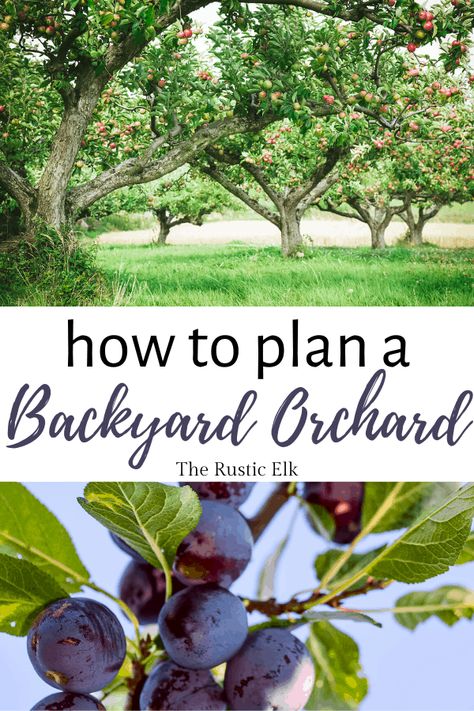 Homestead Orchard, Backyard Orchard, Fruit Trees Backyard, Small Homestead, Fruit Tree Garden, Self Sufficiency, Orchard Garden, Growing Fruit Trees, Garden Layout Vegetable