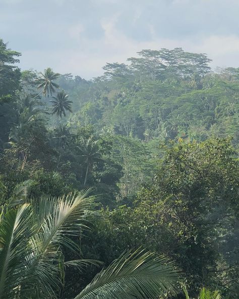 Lisa-Marie and Tim on Instagram: “soft, rainy, gloomy, mystical jungle mornings are sure one of the best things to feel. to feel very much alive.🕊 #bali” Rainy Jungle, Very Much Alive, Perfect Place, Bali, Photo Wall, Forest, Natural Landmarks, Water, Travel