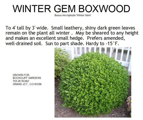 Boxwood Shrubs Landscaping, Boxwood Landscaping Curb Appeal, Boxwood Bushes In Front Of House, Winter Green Boxwood, Wintergreen Boxwood Landscaping, Winter Gem Boxwood Landscaping, Wintergreen Boxwood Front Yards, Boxwood Varieties, Boxwood Shapes