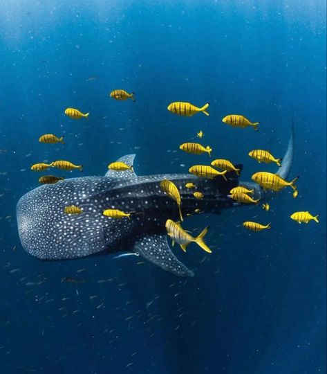 Fauna Marina, Under The Ocean, Deep Sea Creatures, Beautiful Sea Creatures, Underwater Photos, Ocean Conservation, Marine Biology, Whale Shark, Marine Animals