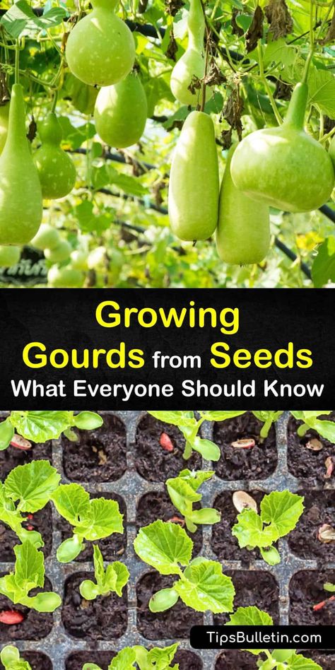 Gourd Garden Ideas, Things To Do With Gourds, How To Paint Gourds, Planting Gourds, How To Grow Gourds, Gourd Trellis Ideas, Growing Gourds In Containers, Planting Gourd Seeds, Gords Crafts Ideas