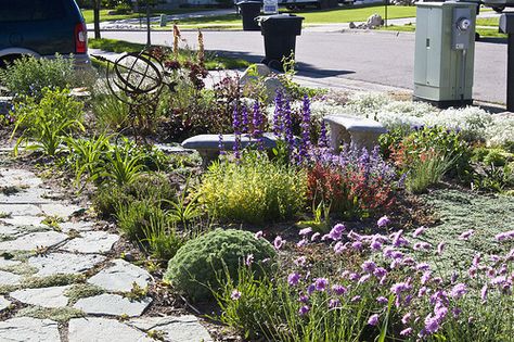 How to Xeriscape.  This colorful front yard near Salt Lake City, Utah requires minimal watering. Drought Tolerant Landscape Front Yard, Xeriscape Front Yard, Low Maintenance Landscaping Front Yard, Dog Friendly Backyard, Trees For Front Yard, Drought Tolerant Garden, Waterwise Garden, Drought Tolerant Landscape, Low Maintenance Landscaping