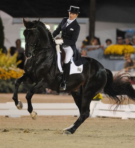 Gorgeous horse!  Calecto V (Come On II - Bahera) ridden by Tina Konyot. Dressage Competition, Equestrian Dressage, Warmblood Horses, Cow Boys, Horse Inspiration, Horse Dressage, Black Horses, Dressage Horses, Majestic Horse