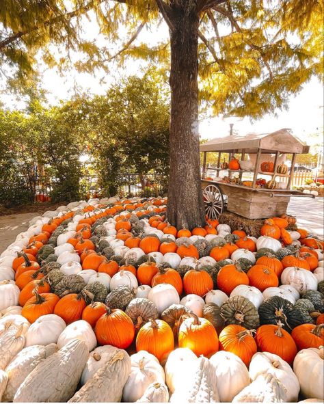 Pumpkin Display Ideas, Pumpkin Patch Layout, Pumpkin Patch Ideas, Pumpkin Patch Business, Pumpkin Patch Decor, Pumpkin Board, Autumn Village, Fall Festival Decorations, Pumpkin Patch Corn Maze