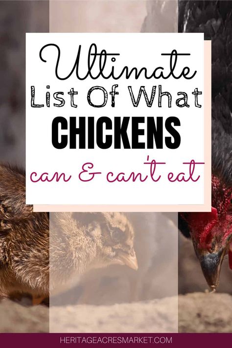 Clipping Chickens Wings, What Can Chickens Eat, Food For Chickens, Chickens 101, Types Of Chickens, Chicken Tractors, Chicken Kitchen, Kitchen Scraps, Chicken Care