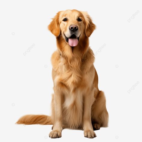 a golden retriever dog sitting gracefully looking into the distance golden retriever pet dog png Looking Into The Distance, Dog Png, A Golden Retriever, Transparent Image, Dogs Golden Retriever, Retriever Dog, Graphic Design Projects, Dog Sitting, Png Transparent